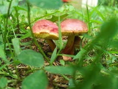 Hortiboletus campestris