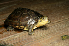 Yellow Pond Turtle photo 1