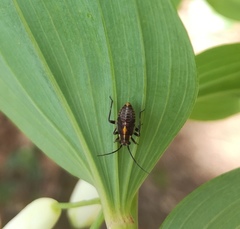 Capsodes