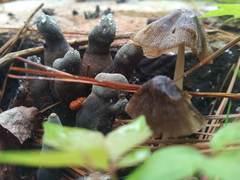 Coprinellus xanthothrix