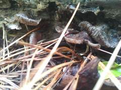 Coprinellus xanthothrix