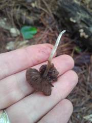 Coprinellus xanthothrix