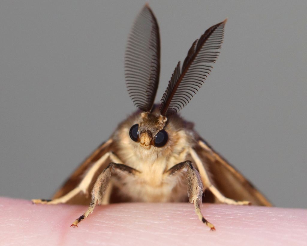 Spongy moth (Lymantria dispar)