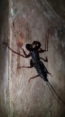 Thelyphonellus vanegasae