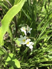 Sisyrinchium albidum