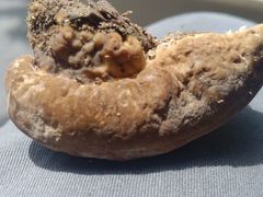 Fomitopsis durescens