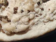 Fomitopsis durescens