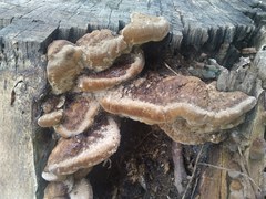 Fomitopsis durescens