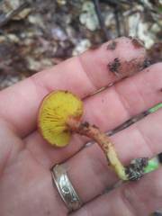 Phylloporus leucomycelinus