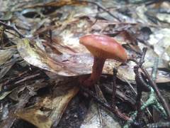 Phylloporus leucomycelinus