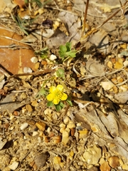 Waldsteinia fragarioides