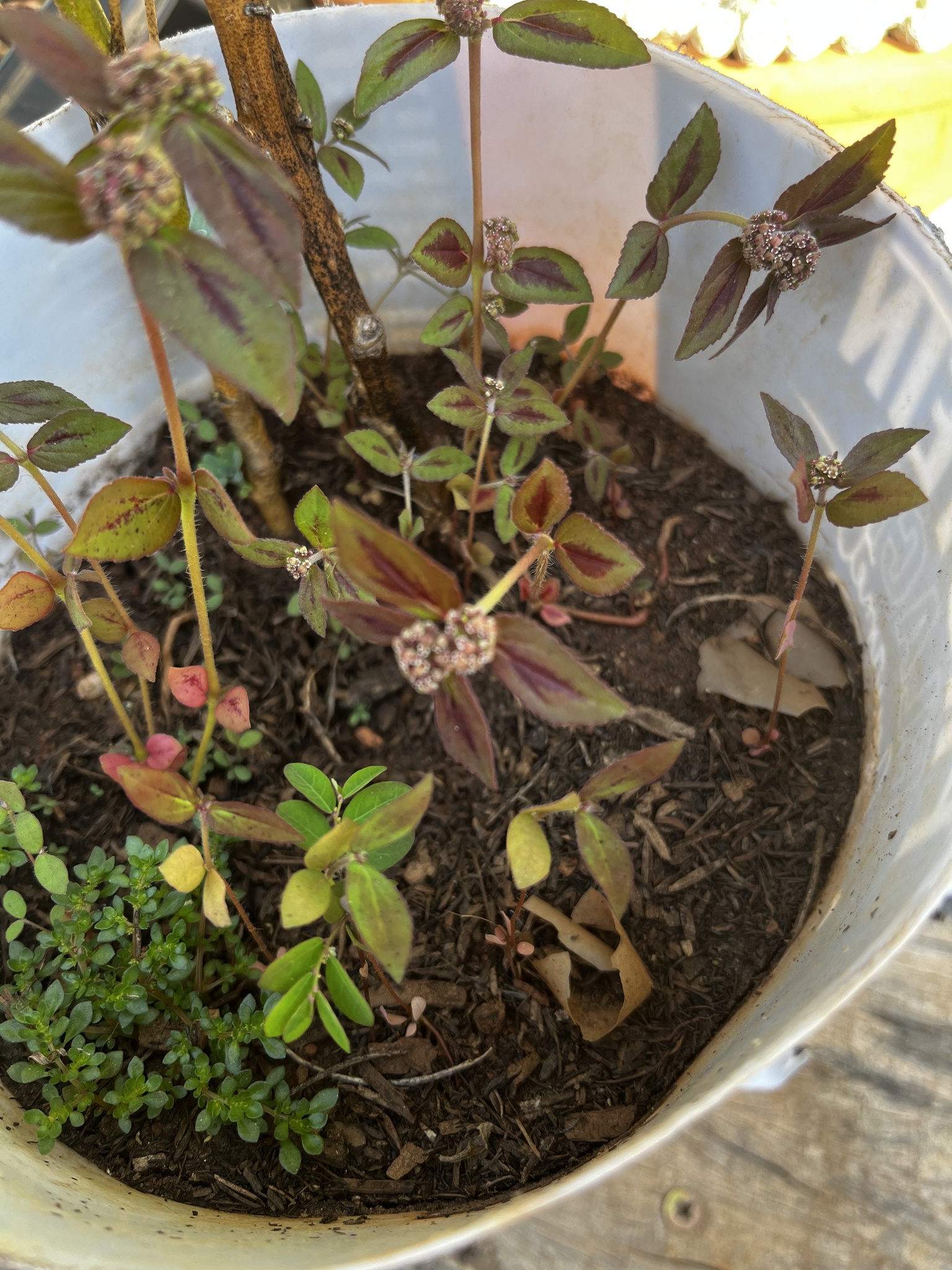 Euphorbia hirta