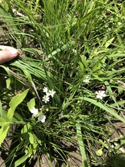 Sisyrinchium albidum
