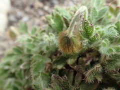 Papaver microcarpum
