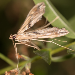 Lineodes elcodes