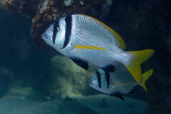 Twobar Seabream photo 3