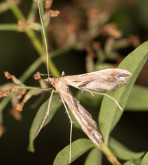 Lineodes elcodes