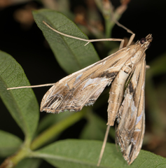Lineodes elcodes