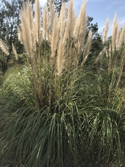 Cortaderia selloana