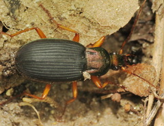 Chlaenius aestivus