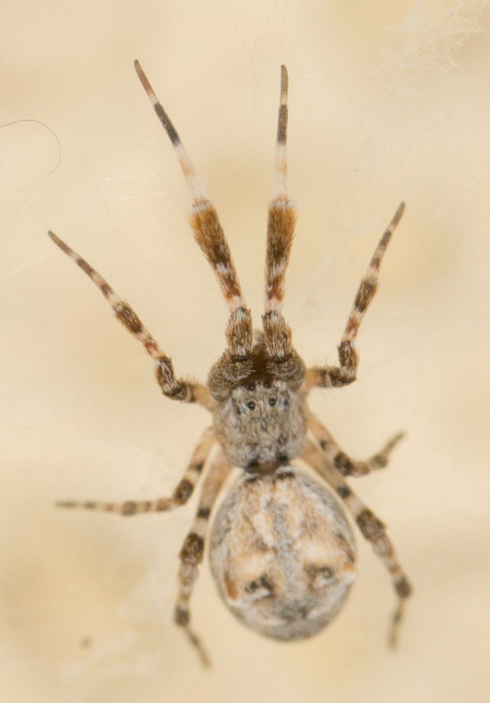 Hackled Orbweavers