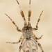Uloboridae - Photo Ningún derecho reservado