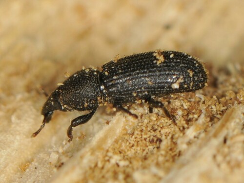 Nyssonotus seriatus