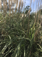 Cortaderia selloana