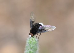 Ogcodocera leucoprocta