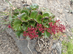 Micranthes purpurascens