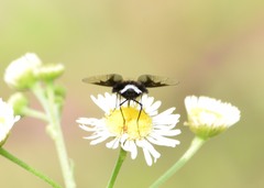 Ogcodocera leucoprocta