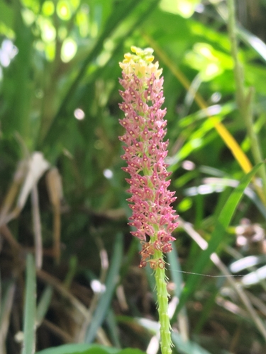 Image of Common Snout Orchid (Dienia ophrydis) by (c) 林正文, some rights reserved (CC BY)