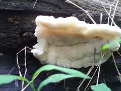 Tyromyces galactinus