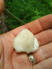 Tyromyces galactinus