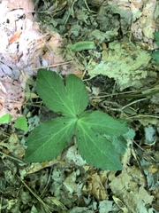 Sanicula smallii