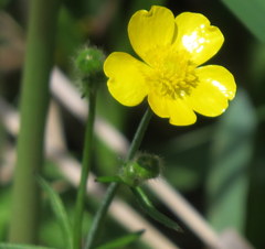 Ranunculus acris