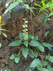 林正文, CC BY, iNaturalist via GBIF Salvia chinensis, photograph 林正文, CC BY, iNaturalist via GBIF