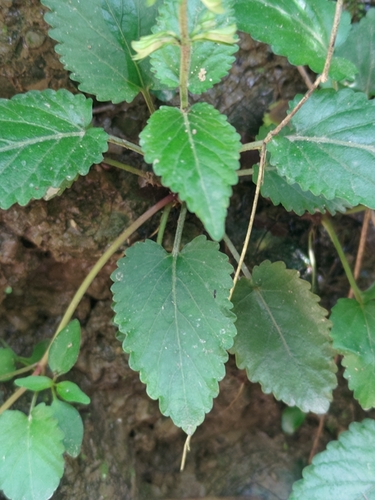Salvia chinensis, photograph 6