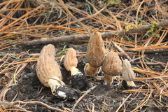 Morchella tridentina