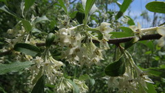 Elaeagnus umbellata