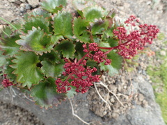 Micranthes purpurascens