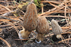 Morchella tridentina