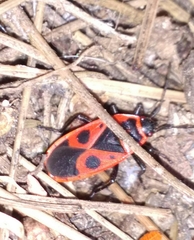 Pyrrhocoris apterus