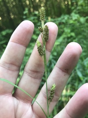 Carex shortiana