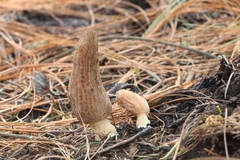 Morchella tridentina