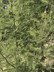 Acacia mearnsii