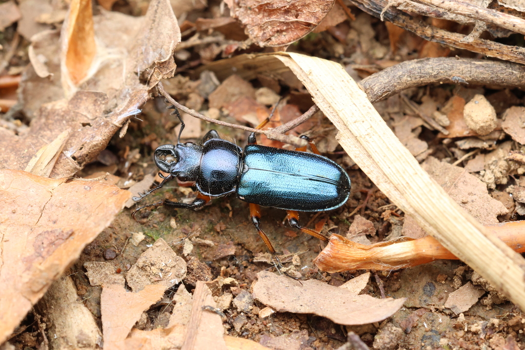 Platycerus albisomni