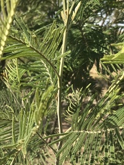 Acacia mearnsii