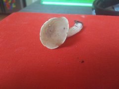 Lactarius imperceptus