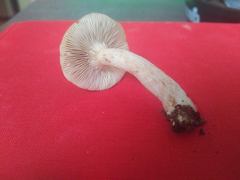 Lactarius imperceptus